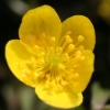 Anemone rununculoides - Abriachan Nurseries